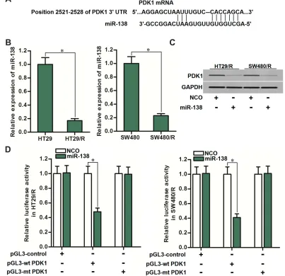 Figure 4 PDK1 was the target of miR-138 in HT29/R and SW480/R. (Abbreviation:downregulation of miR-138 in HT29/R and SW480/R compared to their parental cells