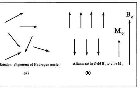 Figure 1.3 Hydrogen nucleus precessing in the presence ofB,