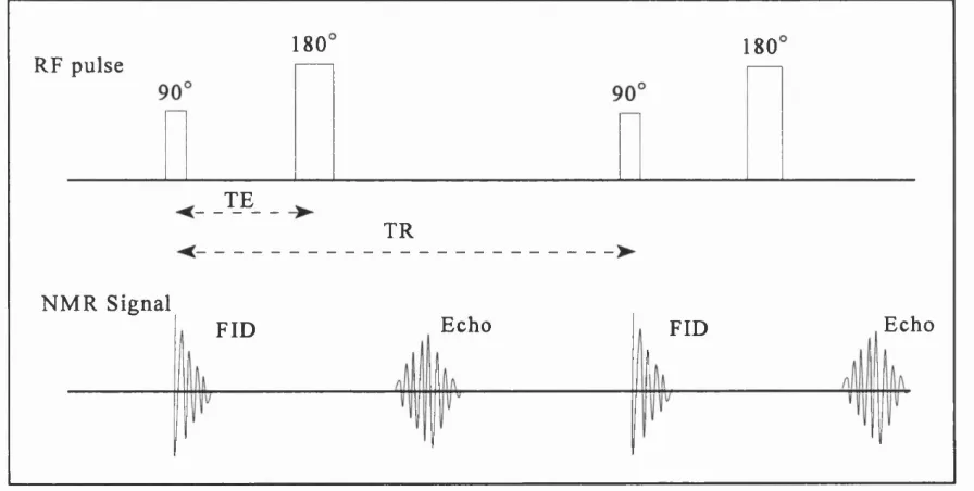 Figure 1.6 The Spin echo sequence