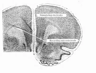 Figure 2.1: Coronal section of rat medial frontal cortex.