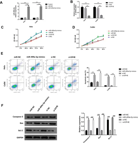 Figure 2 Upregulated miR-499a-5p or silenced eIF4E suppressed CC cell proliferation and increased apoptosis