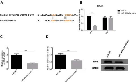 Figure 4 eIF4E was a direct target of miR-499a-5p. (A) The binding site of miR-499a-5p with eIF4E was conﬁrmed according to bioinformatics analysis
