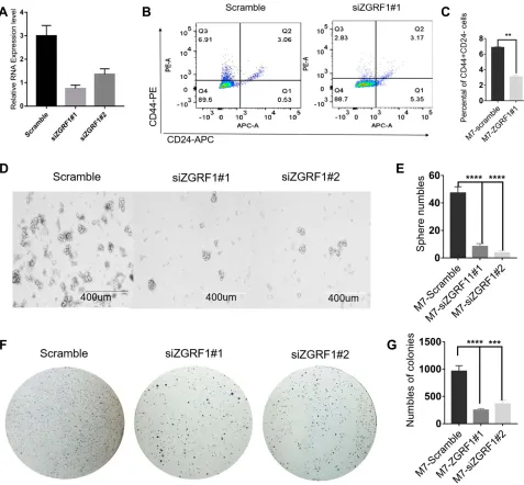 Figure 4 ZGRF1 promoted cancer stemness: (cultured. (spheres of representative images of the indicated cells with or without ZGRF1 Knockdown; Scale bar = 400A) Real-time PCR analysis revealed interference efﬁciency of the siRNA against ZGRF1 at 48 h after 