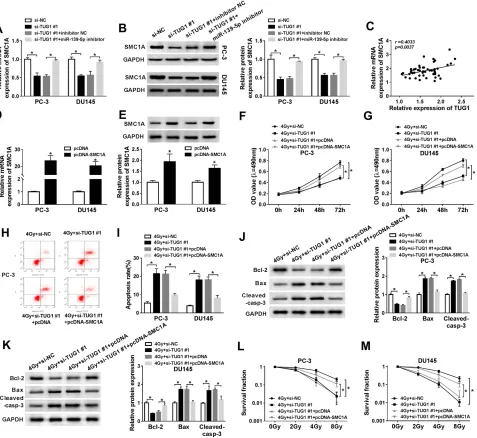 Figure 6 Restoration of HMGB1 expression reversed the improved radiosensitivity induced by TUG1 knockdown in PCa cells