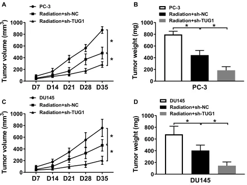 Figure 7 Knockdown of TUG1 enhanced the radiosensitivity of PCa cells in vivo. PC-3 and DU145 cells were transfected with sh-NC or sh-TUG1 and subcutaneously injected7 days