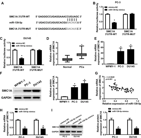 Figure 5 SMC1A was a target gene of miR-139-5p and the expression of SMC1A was upregulated in PCa cells