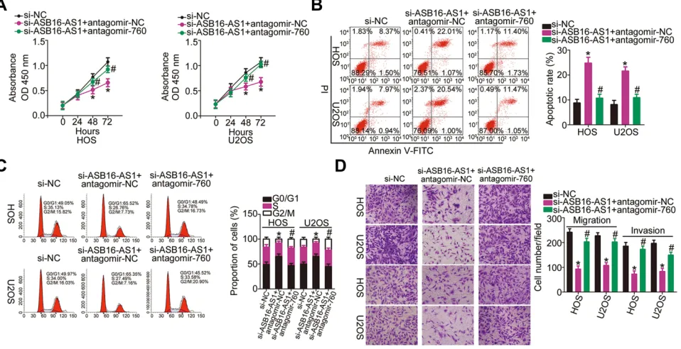 Figure 5 ASB16-AS1 positively regulates HDGF expression in OS cells via sponging miR-760