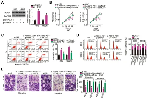Figure 7 HDGF reintroduction abrogates the impacts of ASB16-AS1 knockdown in OS cells (A) The efﬁciency of pc-HDGF transfection in HOS and U2OS cells wasevaluated using RT-qPCR