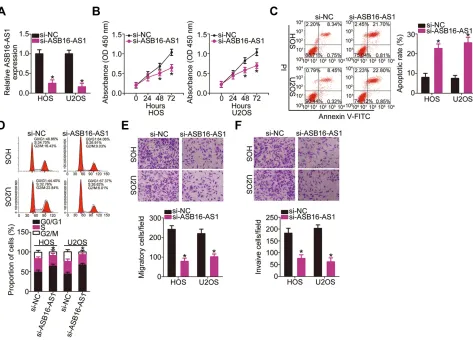 Figure 2 Interference of ASB16-AS1 expression inhibits HOS and U2OS cell proliferation, migration, and invasion and promotes cell apoptosis