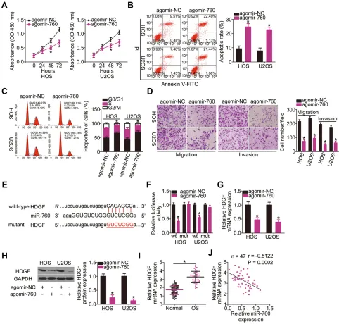 Figure 4 Validation of HDGF as a direct target of miR-760 in OS cells. (A–C) CCK-8 assay and ﬂow cytometry analysis was utilized to respectively evaluate the inﬂuence ofmiR-760 upregulation on the proliferation, apoptosis and cell cycle status of HOS and U
