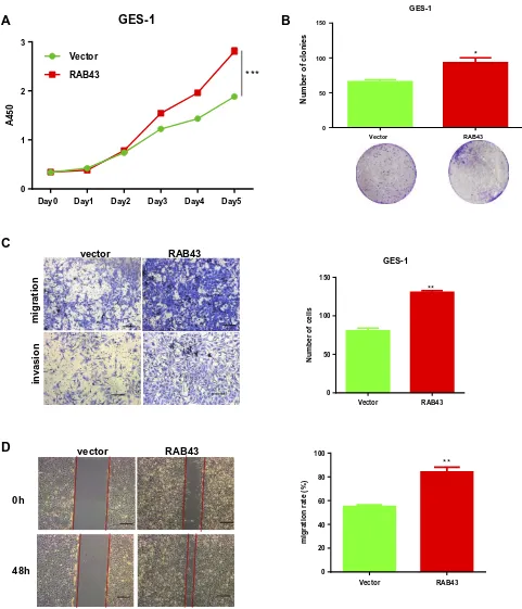 Figure 4 RAB43 overexpression promotes proliferation and metastasis in GES-1 cells. (A) Cellular proliferation of GES-1 control and overexpression cells was measureddaily for 5 days using a CCK8 assay