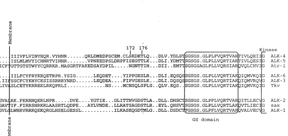 Figure 4.6 A sequence alignment of different type I receptors. Serine 172 and threonine 176 of ALK- 4 are indicated