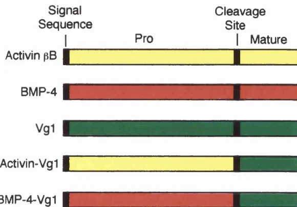 Figure 1.6. Chimeric Vgl constructs. Schematic representation of the TGF- 