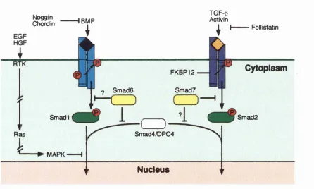 Figure 1.9. Model showing positive and negative regulation of TGF- 