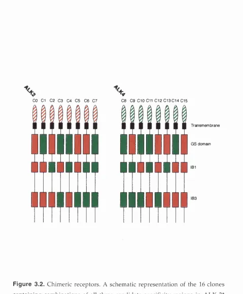 Figure 3.2. Chimeric receptors. A schematic representation of the 16 clones 