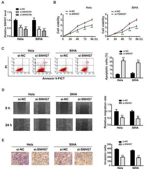 Figure 2 Knockdown of SNHG7 reduced CC cell proliferation, migration and invasion. (apoptotic rate