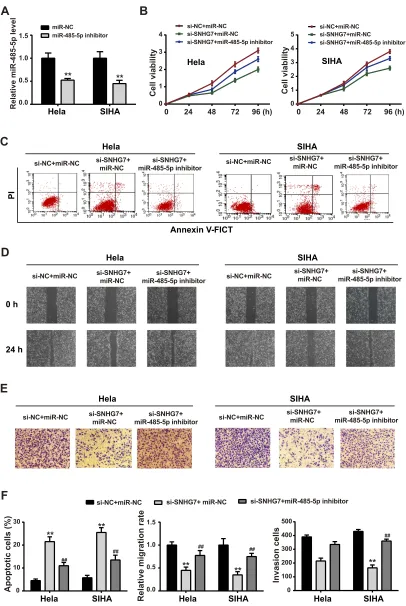 Figure 4 SNHG7-induced EC cell activity changes was mediated by miR-485-5p. (bar graphs