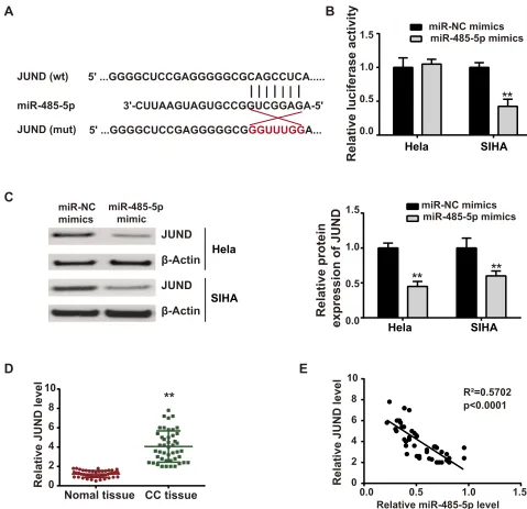 Figure 5 miR-485-5p directly targeted JUND. (A) Predicted binding sites between miR-485-5p and JUND from TargetScan