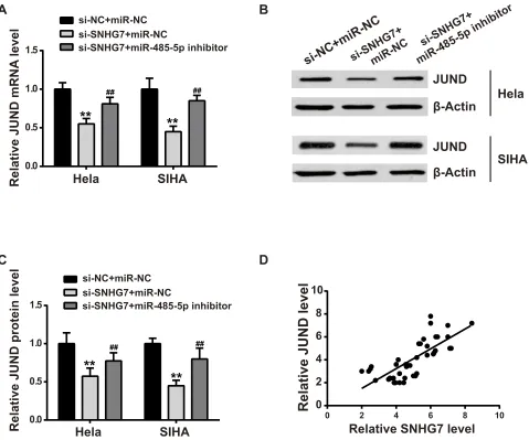 Figure 6 JUND was regulated by SNHG7/miR-485-5p axis. si-SNHG7 was co-transfected with si-NC or miR-485-5p inhibitor, then the mRNA and protein expression levelsof JUND were estimated by qPCR (A) and Western blot (B, C)