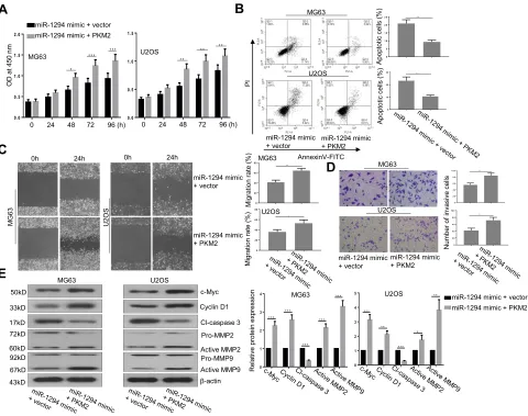 Figure 5 Overexpression of PKM2 reversed the actions of miR-1294 upregulation on osteosarcoma cells