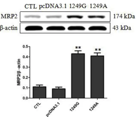 Figure 1 Overexpression levels of wild-type and variant MRP2 in stable recombi-nant LLC-PK1 cell lines
