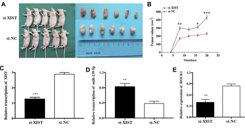 Figure 6 XIST promoted tumor growth of TNBC cells in vivo.respectively. (Notes: (A and B) Tumors were obtained from nude mice injected subcutaneously with HS-1 cells transfected with si-XIST and si-NC and tumor weights were measured,C–E) qRT-PCR analysis o