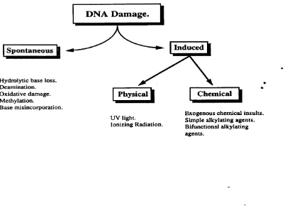 Fig 1.1. The principle sources of DNA damage encountered by the cell.