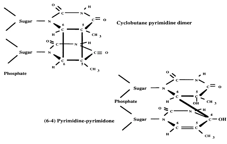 FIG 1.2. Structure of a cyclobutane pyrimidine dimer (CPD) and (6-4) pyrimidine- 