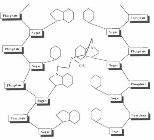 FIG 1.4. An interstrand DNA cross-link formed by mechlorethamine.