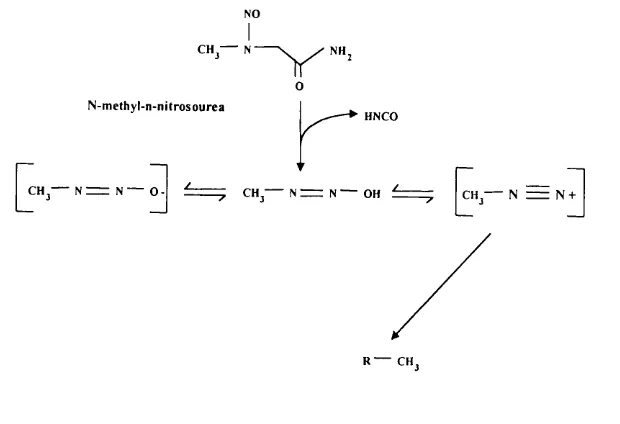 FIG 1.5. Decomposition of MNU into an S^l methylating agent via the formation 