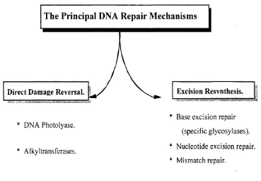 FIG  1.7. The major modes for the repair of DNA damage.