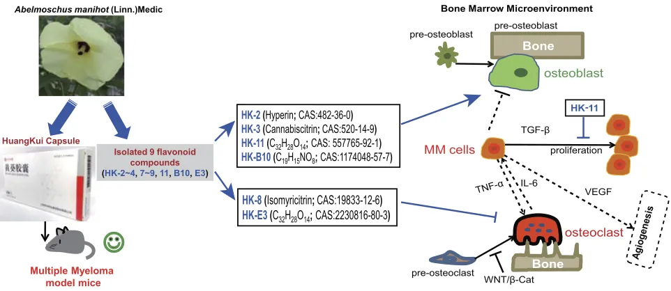 Figure 8 Schematic diagram summarizing the therapeutic effects of theHKC exerts protective effects on the survival of MM mice and may promote osteoblastogenesis and suppress osteoclastogenesis in murine cell lines, thus improving thebone marrow microenviro