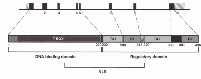 Figure 1.1 Schematic representation of the T gene and its protein, showing the positions of the DNA binding and regulatory domains