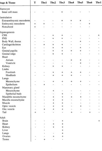Table 1.1 Main areas of expression of some of the murine T-box genes. Modified from Chapman et al