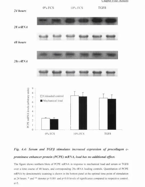 Fig. 4.4: Serum and TGFfi stimulates increased expression o f procollagen c- 