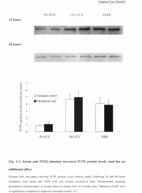 Fig. 4.5: Serum and TGFfi stimulate increased PCPE protein levels, load has no 