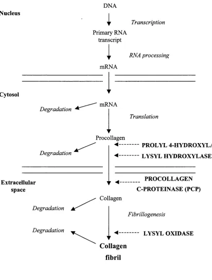 Fig. 1.1: Schematic diagram of procollagen synthesis and processing