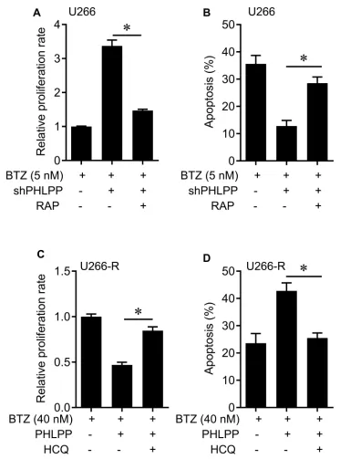 Figure 5 The effects of pharmacological inhibitor of autophagy on PHLPP-mediated cell apoptosis