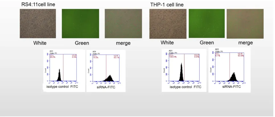 Figure 2 Detection of siRNA transfection efright: 91% of THP-1 cells). Lowerﬁciency. Transfection of the RS4:11 cells and the THP-1 cells with the plasmid resulted in an intracellular distribution of thegreen ﬂuorescence