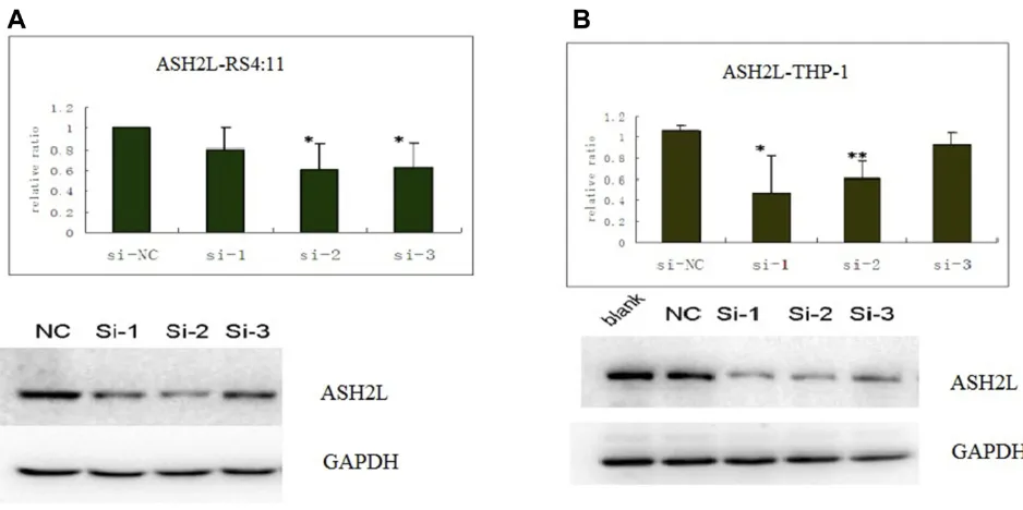 Figure 3 ASH2L levels were analyzed by Western blotting in RS4:11 and THP-1 cell lines after siRNA interference