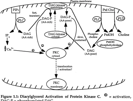Figure 1.1: Diacylglycerol Activation of Protein Kinase C.