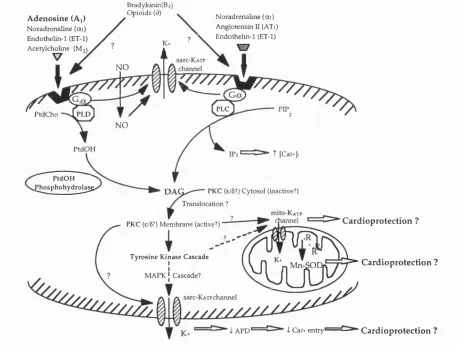 Figure 1.3 summarises the mechanisms proposed for acute preconditioning.
