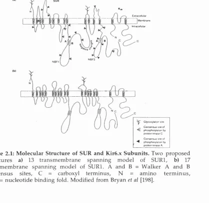 Figure 2.1: M olecular Structure of SUR and Kir6.x Subunits. Two proposed structures consensus NBF = nucleotide binding fold
