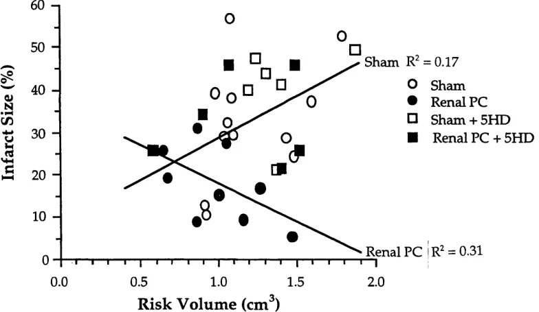Figure 6.3: Acute Renal Preconditioning Infarct Size Data. Presented as a percentage of the risk zone