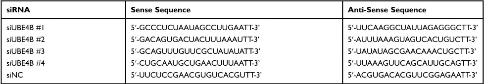 Table 1 Small Interfering RNA (siRNA) Sequences That Target Ubiquitination Factor E4B (siUBE4B) and Negative Control siRNA (siNC)