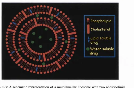 Fig. 1.3: A schematic representation of a multilamellar liposome with two phospholipid 