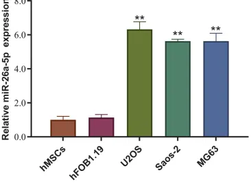 Figure 1 miR-26a-5p is highly expressed in osteosarcoma cell lines. Compared with noncancerous cells (hBMSC and hFOB1.19), miR-26a-5p was highly expressed inosteosarcoma cell lines (Saos-2, U2OS, and MG-63), especially in U2OS cells