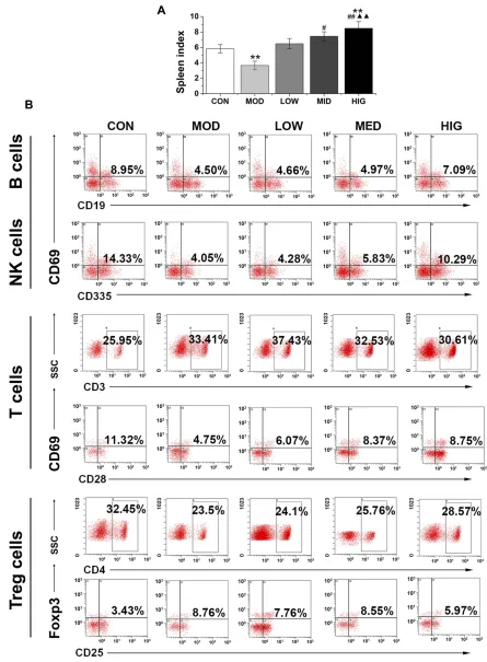 Figure 3 Effect of triterpenoid saponins on spleen index and lymphocyte development in the spleen