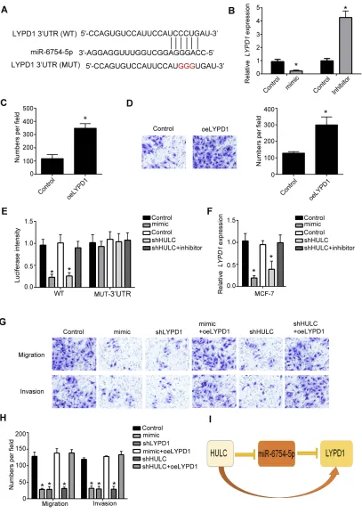 Figure 4 HULC promotes the expression of LYPD1 by miR-6754-5p. (and expressed as mean ± SD