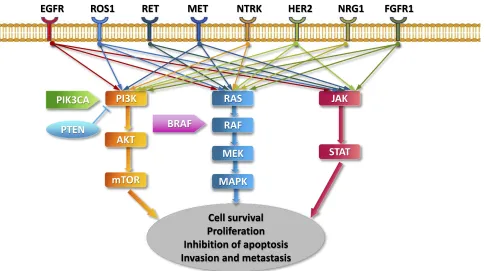 Figure 1 Key signaling pathways of oncogenic drivers in NSCLC.